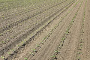 Agricultural Crop Landscape Prints: Rows of young green corn plants