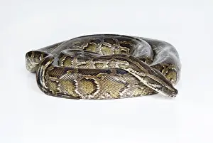Royal Python Prints: Royal python on an isolated studio background
