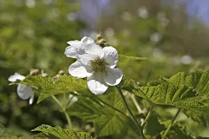 Deciduous Tree Blossom Prints: Rubus parviflorus, Nutka raspberry