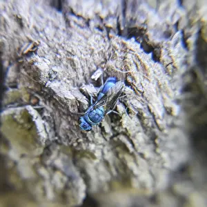 Cuckoo Wasp Images Prints: The Ruby - tailed the wasp Chrysis ignita