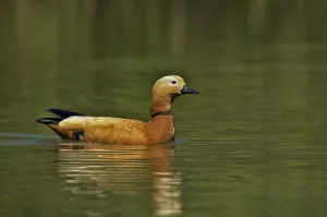 Aquatic Birds In Wild Prints: Ruddy Shelduck