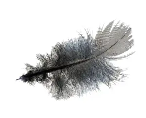 Close Up Image Prints: Ruffled feather, isolated on white background