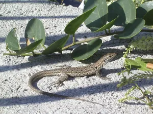 Scaled Reptiles Europe Prints: Ruined lizard