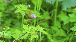 Stinking Cranesbill Prints: Ruprechtskraut (Geranium robertianum)