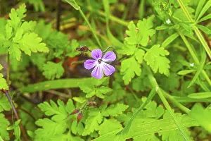 Stinking Cranesbill Prints: Ruprechtskraut (Geranium robertianum)