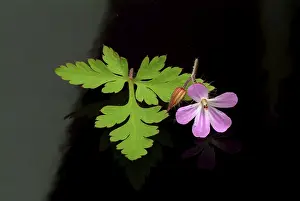 Stinking Cranesbill Prints: Ruprechtskraut, also herb robert (Geranium robertianum) or Stinking Cranesbill