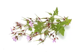 Homeopathic Medicine Prints: Ruprechtskraut, also herb robert (Geranium robertianum) or Stinking Cranesbill
