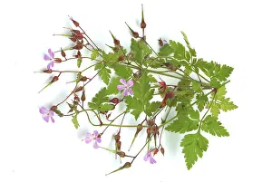 Homeopathic Medicine Prints: Ruprechtskraut, also herb robert (Geranium robertianum) or Stinking Cranesbill