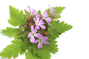 Alternative Medicine Plants Prints: Ruprechtskraut, also herb robert (Geranium robertianum) or Stinking Cranesbill