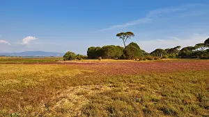 Farm Field Landscape Photo Prints: Rural scenery with different coloured fields and single trees