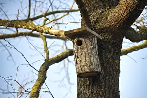 Bird Photography Landscape Prints: A rustic birdhouse made from a log