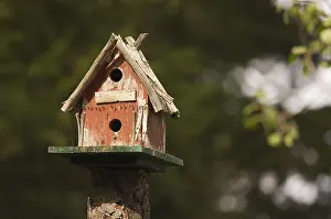 Bird Species Conservation Prints: Rustic birdhouse amongst pine trees