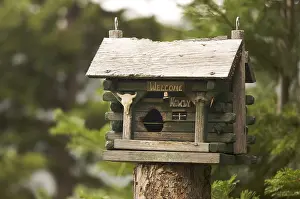 Italian Stone Pine Landscape Prints: Rustic birdhouse amongst pine trees
