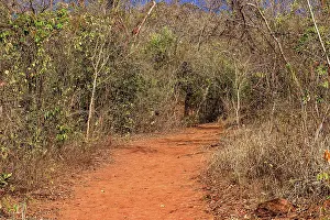 Latin America Scenery Prints: Rustic dirt path surrounded by dense dry