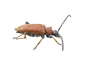 White Background Insect Prints: Rusty beetle isolated on a white background