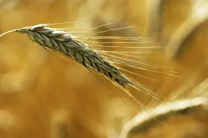 Autumn Harvest Prints: Rye