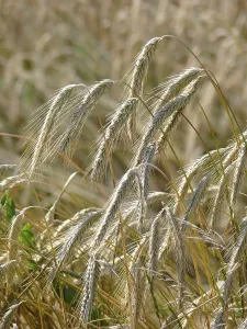 True Grasses Prints: Rye ears