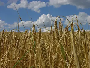 Grainfield Landscape Prints: Rye field