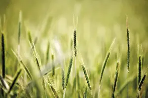Field Cultivation Prints: Rye (Secale cereale)