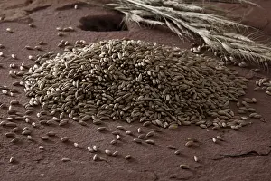 Rye Grain Prints: Rye (Secale cereale) on a millstone