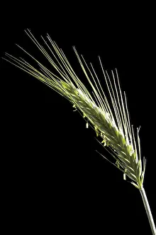 Agricultural Crop Detail Prints: Rye spike