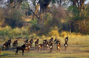 Bovid Species Prints: Sable antelope