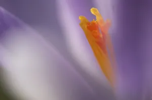 Saffron Crocus Prints: Saffron Crocus albiflorus