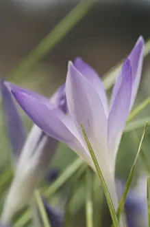 Saffron Crocus Prints: Saffron Crocus albiflorus