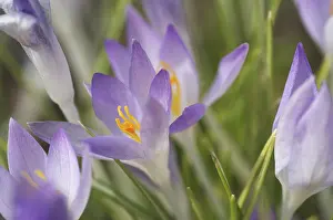 Saffron Crocus Prints: Saffron Crocus albiflorus