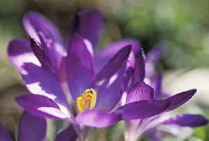 Saffron Crocus Prints: Saffron Crocus albiflorus