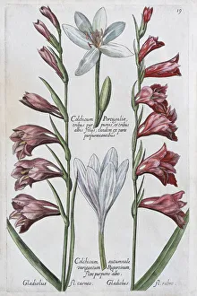 Saffron Crocus Prints: Saffron crocus (Crocus sativus)