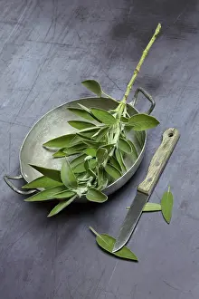 Healthy Food Still Life Prints: Sage branch in shell, Germany