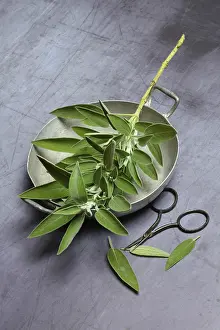 Nutrition Still Life Images Prints: Sage branch in shell, Germany