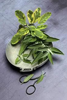 European Foodstuff Images Prints: Sage branch in shell, Germany