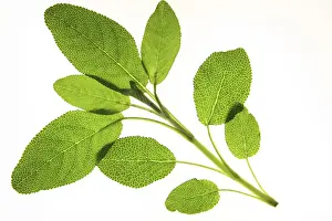 Hot Beverage Ingredients Prints: Sage sprig released