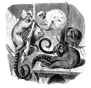 Historical Primate Illustrations Prints: Saguin, Hapale jacchus and silver monkey