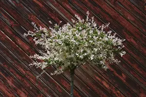Willow Tree Prints: Salix integra