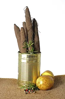 Studio Shot Vegetable Plant Prints: Salsify roots in a tin
