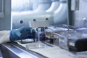 Medical Examination Process Prints: Sample processing with laboratory equipment in a histology laboratory