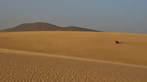 Wavy Sand Pattern Prints: Sand desert with wave pattern, single shrub