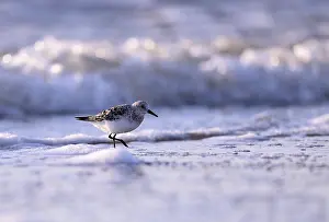 Wading Bird In Natural Environment Prints: Sanderling (Calidris alba) on the beach with waves