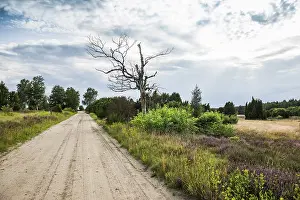 Lower Saxony Landscape Photography Prints: SandstraBe, Juniper Heath