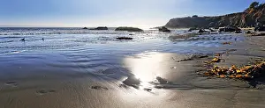Sandy Beach USA Prints: Sandy beach with brown algae (Phaeophyceae)
