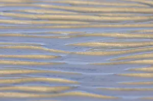 North Sea Landscape Prints: Sandy beach at low tide, rippled wave pattern