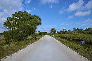 Florida Wildlife Prints: Sandy path lined with trees, under blue sky with few clouds