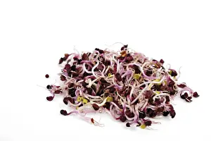 Balanced Diet Grocery Images Prints: Sango seedlings