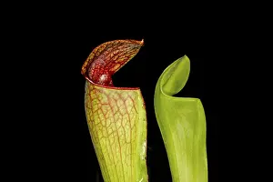 Multi Colored Vegetation Prints: Sarracenia