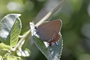 Satyrium Esculi Prints: Satyrium esculi