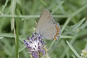 Satyrium Esculi Prints: Satyrium esculi