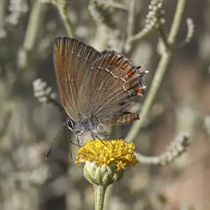 Prints of Satyrium esculi, Sudlicher Eichen-Zipfelfalter - Satyrium esculi, commonly known as the False ilex Hairstreak butterfly Satyrium esculi, Sdlicher Eichen-Zipfelfalter - Satyrium esculi Ilex Prints: Satyrium esculi Print - False Ilex Hairstreak Butterfly